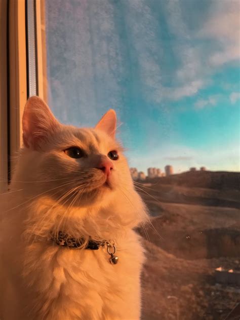 Adel Watching The Sunrise Irin Kedi Irin Hayvanlar Sevimli Kediler