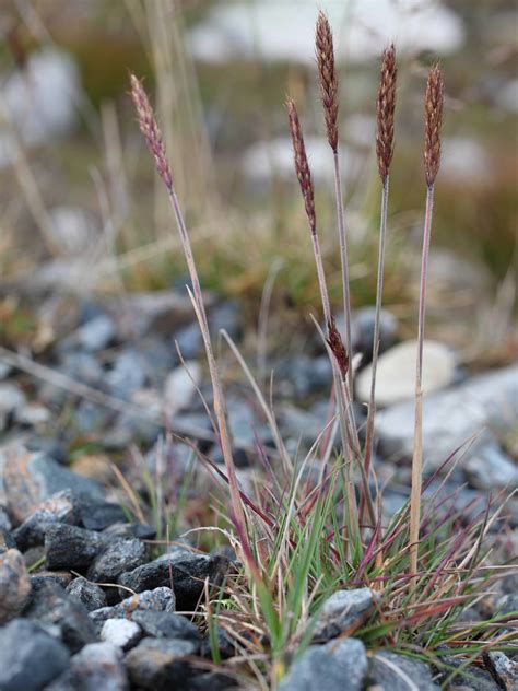 Korseby Online - Poaceae