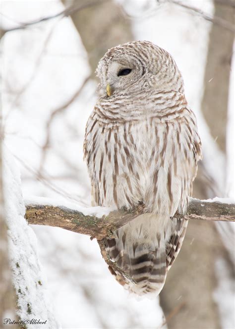 Chouette rayée Barred Owl Patrice Allibert Flickr