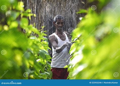 Cultivation of Betel Leaf in India, Bihar Editorial Photo - Image of ...