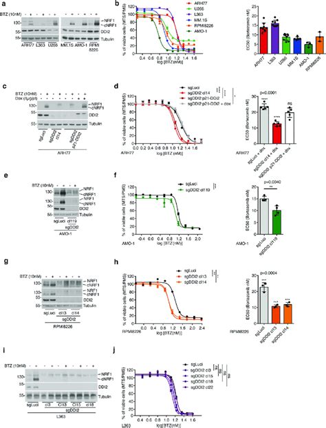 Ddi Deficiency Affects Bortezomib Sensitivity Of Sensitive And