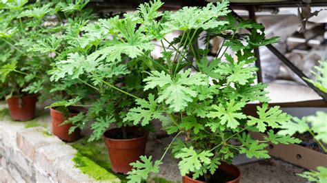 Citronella Plant Uses