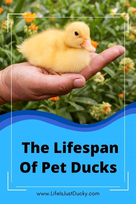 How Long Do Ducks Live Discover The Lifespan Of Ducks Measuring Expert