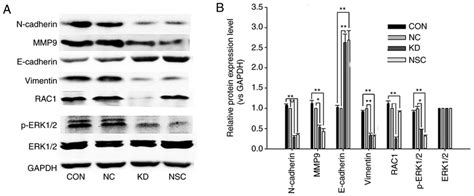 MiR 142 3p Blocks EMT By Regulating RAC1 ERK1 2 Signaling In Colon