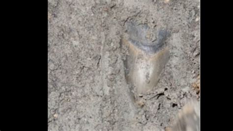 Man discovers rare Megalodon shark tooth buried under mud. Watch