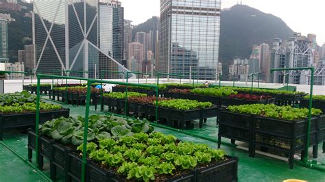 Rooftop farming Archives - Greeniculture En