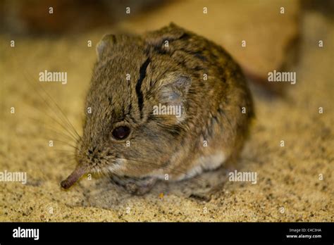 Shrew mouse hi-res stock photography and images - Alamy