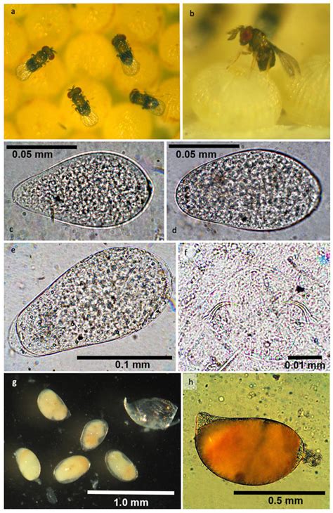 Figure S1 Biology Of Trichogramma Chagres Sp Nov Strain L31 A B Download Scientific