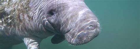 Why manatees love lounging in Florida | Duke Energy | illumination