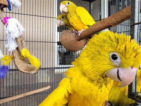 Golden Conure (Queen of Bavaria) | Feather Headz Aviary