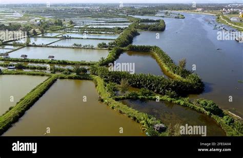 Rice Paddies Vietnam Hoi An Stock Videos And Footage Hd And 4k Video