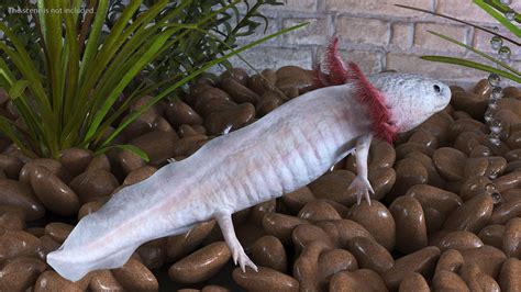 3D Pink Aquatic Salamander Model - TurboSquid 2209636