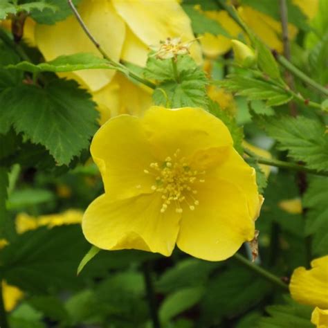 Kerria japonica Golden Guinea Pépinières de la Rivière