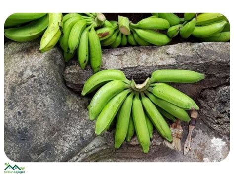 top  jenis pisang  popular  malaysia botaniku