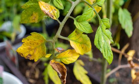 Nitrogen Deficiency In Tomato Plants