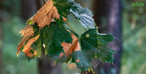 Types of Maple Tree Diseases & How to Treat them? | Eden Lawn Care and ...