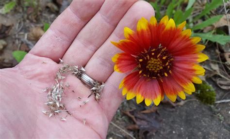 Blanket Flower Seed