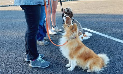 4 Steps to Dog Training Success - Urban Freestyle