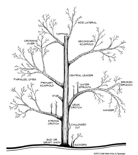 Training and Pruning Apple Trees | USU