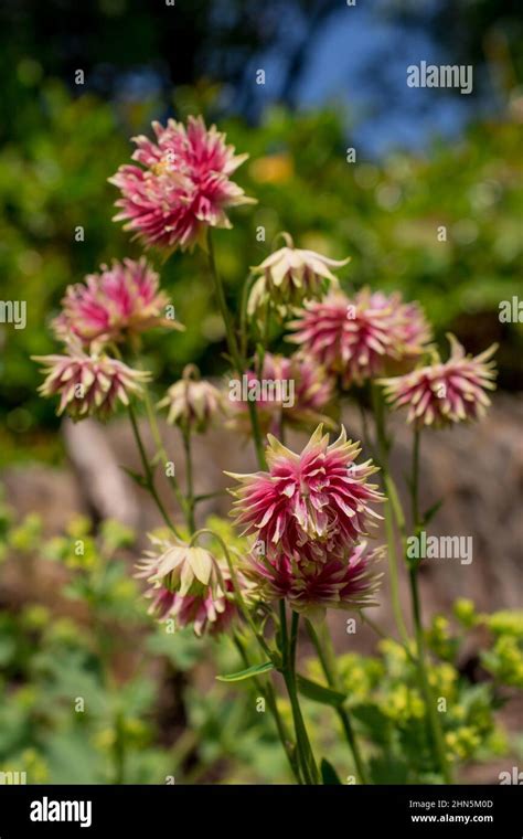 beautiful spring flowers in park Stock Photo - Alamy