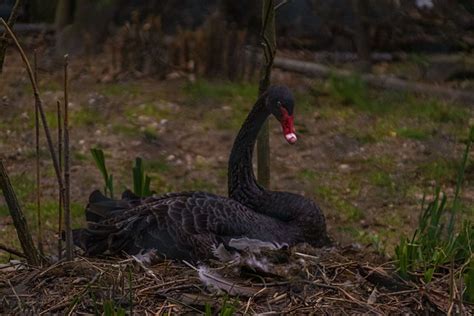 Black Swan Bird - Free photo on Pixabay - Pixabay