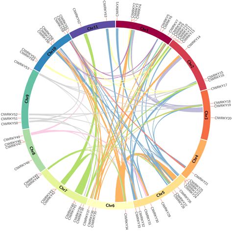 Synteny Analysis Of Watermelon WRKY Genes Chromosomes 1 11 Were Shown