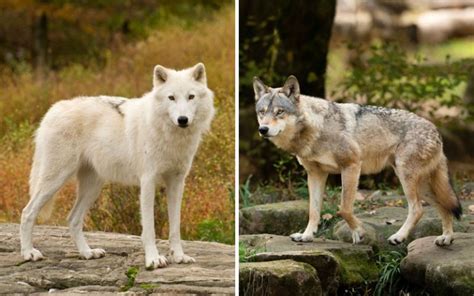 Arctic Wolf vs Grey Wolf – What is the Difference? - 101 Animals