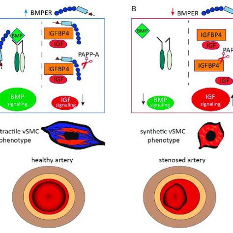 Proposed Model Of Bmper Interaction With The Bmp And Igf Signaling