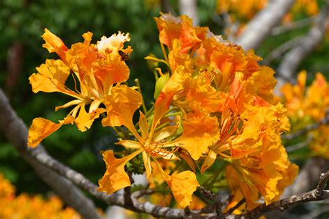 Poinciana Delonix Regia Orange 1 Queen Elizabeth Ii Royal Botanic Park