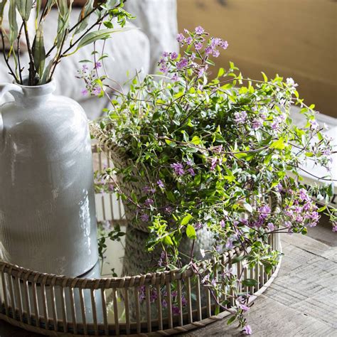 Las Mejores Plantas De Interior Con Flor Resistentes Para Decorar Tu