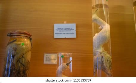 Icelandic Phallological Museum Reykjavik Iceland February Stock Photo ...