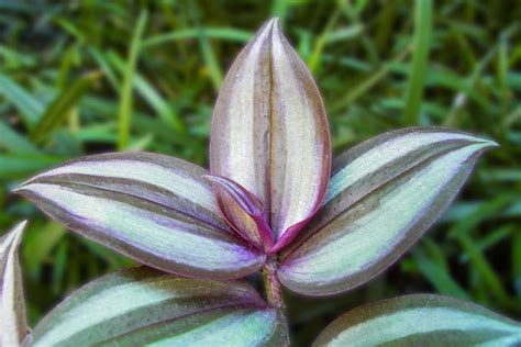 Commelinaceae Research Tradescantia Zebrina Velvet Hill Yet