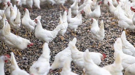 Onderzoekers Zijn Blij Prik Tegen Vogelgriep Werkt