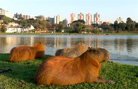 Una invasión de 400 capibaras se apodera de Nordelta uno de los