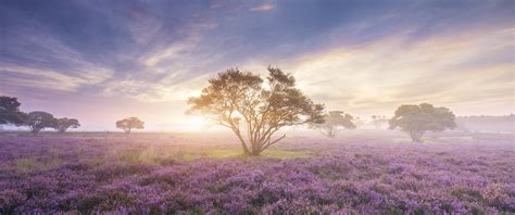 Spring Sunrise Backgrounds