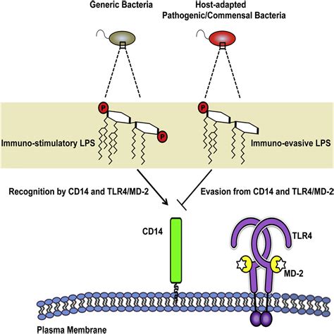 Mechanisms Of Toll Like Receptor 4 Endocytosis Reveal A Common Immune