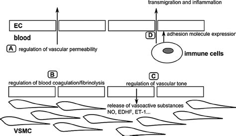 Overview Of The Major Physiological Functions Of The Arterial