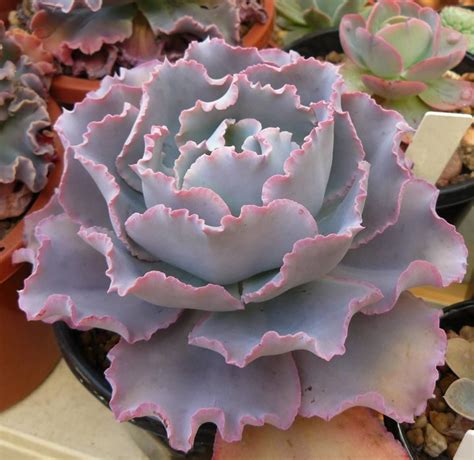 Echeveria Cinderella II Replanting Succulents Cacti And Succulents