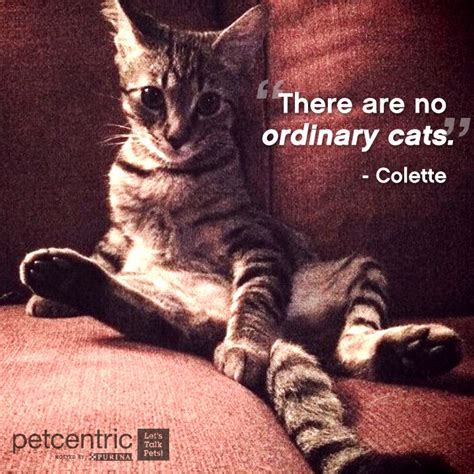 Colette Cat Quotes. QuotesGram