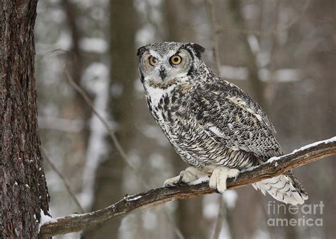 Owl On Branch Photograph