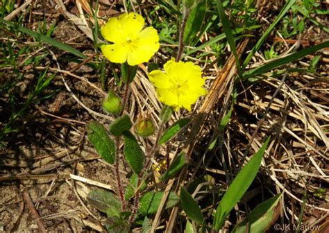 NameThatPlant Net Crocanthemum Carolinianum