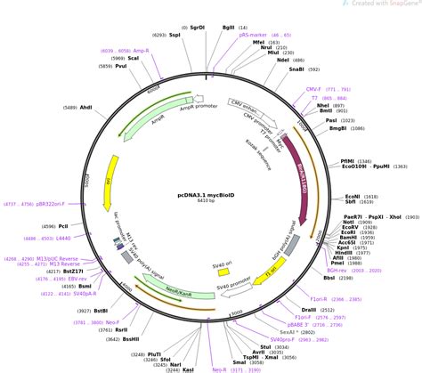 Pcdna31 Mycbioid Pcdna31mycbioid载体图谱质粒图谱、序列、价格、抗性、测序引物、大小等基本信息生物风载体