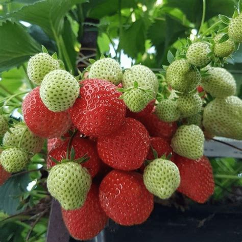 Эльсанта, саженцы клубники. Новосибирск купить зимостойкий сорт