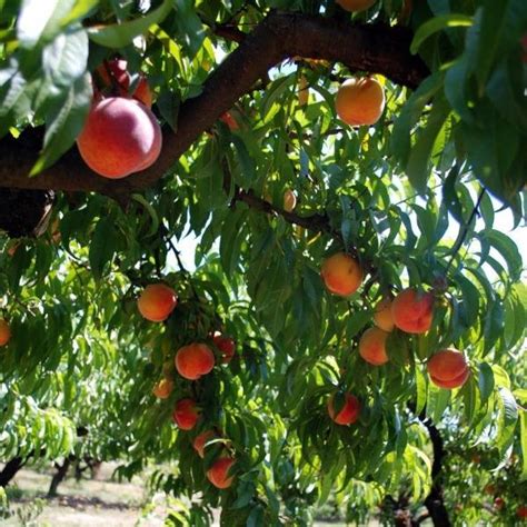 Red Haven Peach Trees For Sale Garden Goods Direct