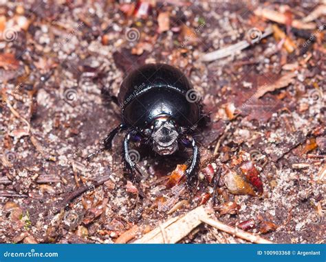 Bright Earth Boring Dung Beetle Anoprotrupes Stercorosus Portrait On