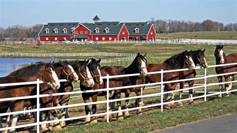 Budweiser Clydesdales are coming to the Bay Area