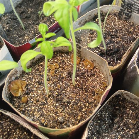 Грибы в рассаде | Пикабу