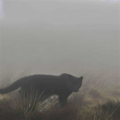 The Beast Of Bodmin Moor Is It Real