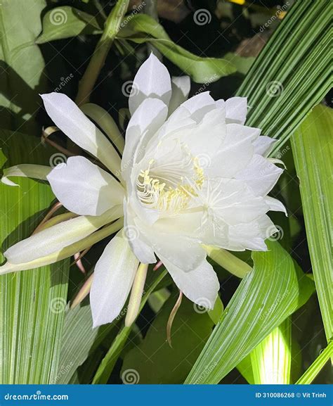 queen of night flower 1