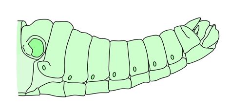 Insect_Reproduction